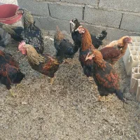 خروس محلی کشتنی