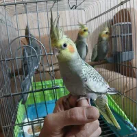 عروس هلندی نر رام با قفس|پرنده|ری, علایین|دیوار