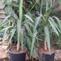 گل یوکا تنه دار بزرگ