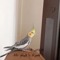تبلت و عروس هلندی|تبلت|نیشابور, شهرک جانبازان|دیوار