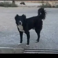 ۲ عدد سگ نر قدریجانی سگ نگهبان و گله