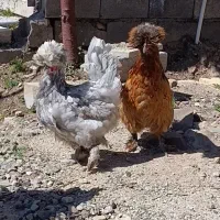 جوجه نیمچه مرغ تخمگذار سلطان کاکلی لهستانی خروس