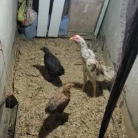 خروس جوجه|حیوانات مزرعه|قم, نوقطار|دیوار