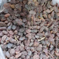 سلطان کشمش آفتابی میدان تره بار مرکزی شبانه روزی|عمده‌فروشی|تهران, شهرک شریعتی|دیوار