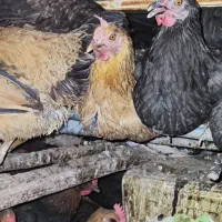 تخم مرغ نطفه دار رسمی پاسیاه رسمی