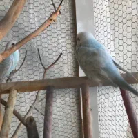 مرغ عشق|پرنده|ساری, |دیوار