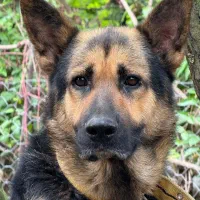 سگ نر ژرمن|سگ|شفت, |دیوار