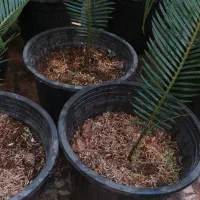 تعدادی گل|گل و گیاه طبیعی|رشت, کوی فکوری|دیوار