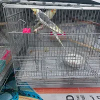 دو جفت عروس هلندی|پرنده|مبارکه, |دیوار