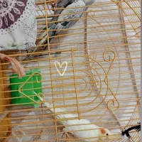 عروس هلندی|پرنده|فیروزه, |دیوار