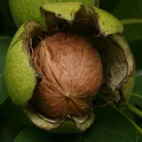 گردو