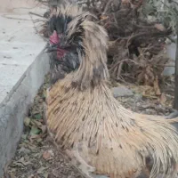 خروس کاکولی|حیوانات مزرعه|تربت‌حیدریه, آغوی|دیوار