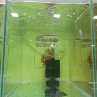 فلاور هکلی دیسکس