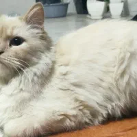 گم شدن گربه|حیوانات|شیروان (خراسان), |دیوار