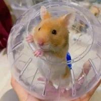 انواع نژاد همستر بندانگشتی کمپل سوری وسایل بازی