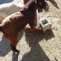 گوسفند نر|حیوانات مزرعه|فاریاب, |دیوار