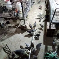 جوجه مرغ محلی و بوقلمون