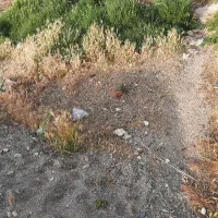 کود حیوانی ده تن