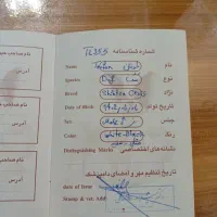 شیتزو نر شناسنامه دار|سگ|آستانه اشرفیه, |دیوار