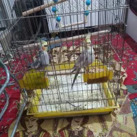 دوعدد عروس هلندی نر وماده با قفس