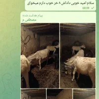 تعدادی خر جوان باری گوسفندی