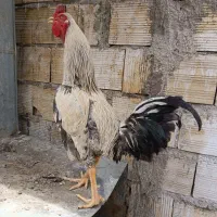 خروس لاری تاج کج