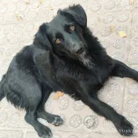 سگ میکس رتریور