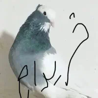 طوق سبز نر. یا ماده