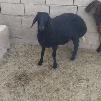 فروش گوسفند همو هترو