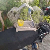 قفس سره قناری
