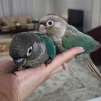 طوطی گرینچیک|پرنده|مشهد, جانباز|دیوار