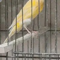 قناری نر سوپری