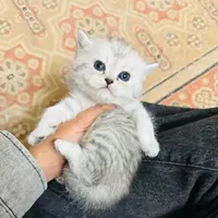 شهر گربه های آپارتمانی(پرشین بریتیش اسکاتیش رگدال)|گربه|رشت, گلسار|دیوار
