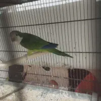 راهب سبز نر