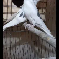 عروس هلندی دو کت و البینو