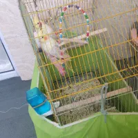 عروس هلندی|پرنده|نسیمشهر, |دیوار