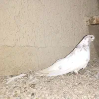 کبوتر کله ای|پرنده|خمیر, |دیوار