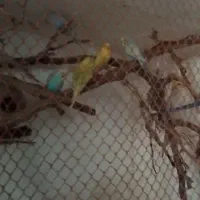 چند جفت مرغ عشق روی تخم|پرنده|بردسکن, |دیوار