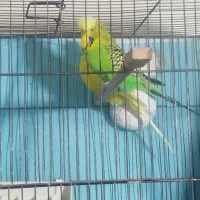 مرغ عشق جفت خورده به شرط