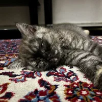 گربه خانگی|گربه|ساری, |دیوار