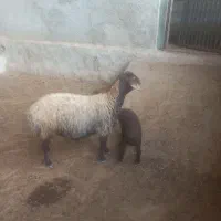 میش وبره ۲۶ میلیون|حیوانات مزرعه|کوهدشت, |دیوار