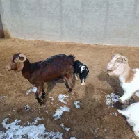 بز زاییده|حیوانات مزرعه|سبزوار, صالح آباد|دیوار