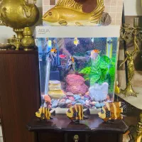 آکواریوم‌ شیشه خم با تمام وسایل