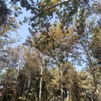 پارتنر پیاده روی