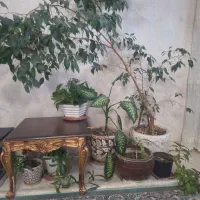 گل طبیعی خانگی|گل و گیاه طبیعی|شیراز, شهرک بزین|دیوار