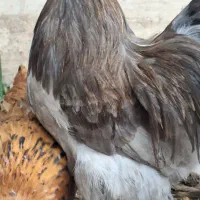 دو خروس زیبا