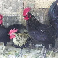 خروس مینیاتوری