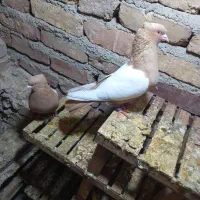 سرتاپای.پاک|پرنده|پیر سلیمان, |دیوار