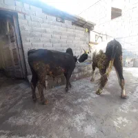 ورزا دورک  سرحال ۱۴۰ کیلو گوشت