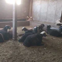 بره نر چاق|حیوانات مزرعه|دشتابی, |دیوار